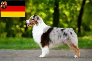 Mehr über den Artikel erfahren Australian Shepherd Züchter und Welpen in Rheinland-Pfalz