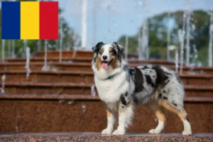 Mehr über den Artikel erfahren Australian Shepherd Züchter und Welpen in Rumänien