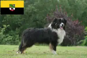 Mehr über den Artikel erfahren Australian Shepherd Züchter und Welpen in Sachsen-Anhalt