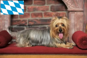 Mehr über den Artikel erfahren Australian Silky Terrier Züchter und Welpen in Bayern