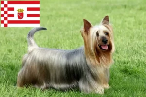 Mehr über den Artikel erfahren Australian Silky Terrier Züchter und Welpen in Bremen