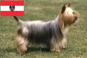 Mehr über den Artikel erfahren Australian Silky Terrier Züchter und Welpen in Österreich