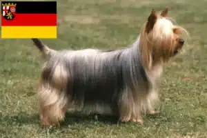 Mehr über den Artikel erfahren Australian Silky Terrier Züchter und Welpen in Rheinland-Pfalz