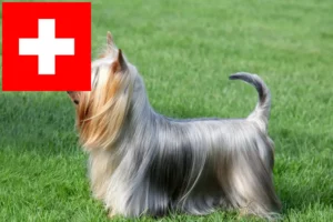 Mehr über den Artikel erfahren Australian Silky Terrier Züchter und Welpen in der Schweiz