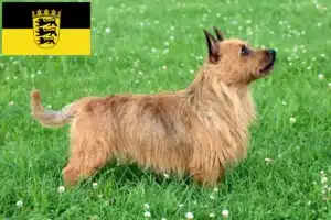 Read more about the article Australian Terrier Züchter und Welpen in Baden-Württemberg
