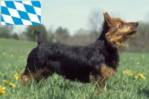 Mehr über den Artikel erfahren Australian Terrier Züchter und Welpen in Bayern