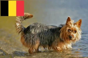 Mehr über den Artikel erfahren Australian Terrier Züchter und Welpen in Belgien