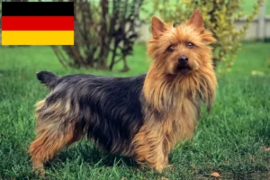 Mehr über den Artikel erfahren Australian Terrier Züchter und Welpen in Deutschland