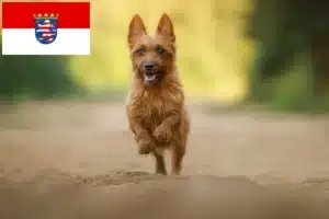 Mehr über den Artikel erfahren Australian Terrier Züchter und Welpen in Hessen