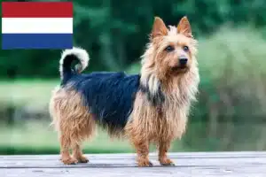 Mehr über den Artikel erfahren Australian Terrier Züchter und Welpen in den Niederlanden