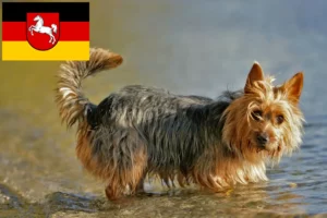 Mehr über den Artikel erfahren Australian Terrier Züchter und Welpen in Niedersachsen