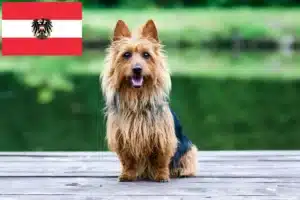 Read more about the article Australian Terrier Züchter und Welpen in Österreich