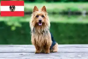 Mehr über den Artikel erfahren Australian Terrier Züchter und Welpen in Österreich