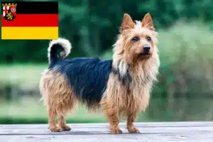 Mehr über den Artikel erfahren Australian Terrier Züchter und Welpen in Rheinland-Pfalz