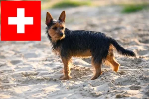 Mehr über den Artikel erfahren Australian Terrier Züchter und Welpen in der Schweiz