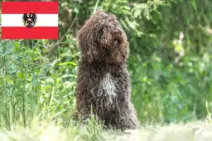 Mehr über den Artikel erfahren Barbet Züchter und Welpen in Österreich