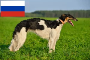 Mehr über den Artikel erfahren Barsoi Züchter und Welpen in Russland