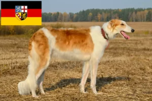 Mehr über den Artikel erfahren Barsoi Züchter und Welpen im Saarland