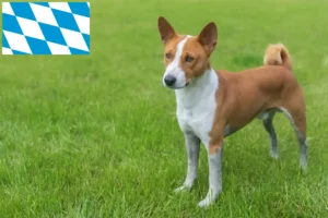 Mehr über den Artikel erfahren Basenji Züchter und Welpen in Bayern