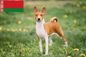 Mehr über den Artikel erfahren Basenji Züchter und Welpen in Belarus