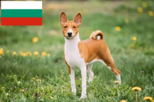 Mehr über den Artikel erfahren Basenji Züchter und Welpen in Bulgarien