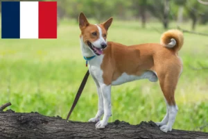 Mehr über den Artikel erfahren Basenji Züchter und Welpen in Frankreich