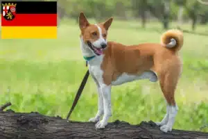 Mehr über den Artikel erfahren Basenji Züchter und Welpen in Rheinland-Pfalz