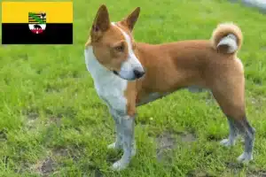 Mehr über den Artikel erfahren Basenji Züchter und Welpen in Sachsen-Anhalt