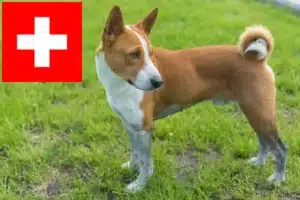 Mehr über den Artikel erfahren Basenji Züchter und Welpen in der Schweiz