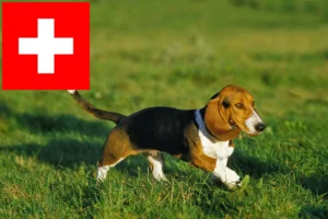 Mehr über den Artikel erfahren Basset Artésien Normand Züchter und Welpen in der Schweiz