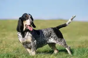 Mehr über den Artikel erfahren Basset bleu de Gascogne Züchter