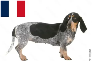 Mehr über den Artikel erfahren Basset bleu de Gascogne Züchter und Welpen in Frankreich