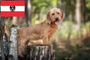 Mehr über den Artikel erfahren Basset fauve de Bretagne Züchter und Welpen in Österreich