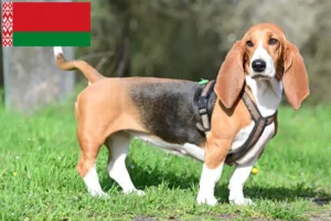 Mehr über den Artikel erfahren Basset Hound Züchter und Welpen in Belarus