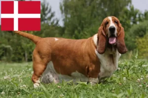 Mehr über den Artikel erfahren Basset Hound Züchter und Welpen in Dänemark