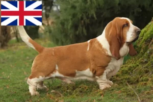 Mehr über den Artikel erfahren Basset Hound Züchter und Welpen in Großbritannien