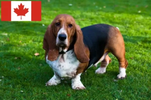 Mehr über den Artikel erfahren Basset Hound Züchter und Welpen in Kanada