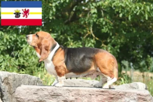 Mehr über den Artikel erfahren Basset Hound Züchter und Welpen in Mecklenburg-Vorpommern