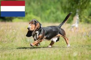 Mehr über den Artikel erfahren Basset Hound Züchter und Welpen in den Niederlanden