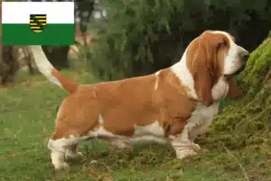 Mehr über den Artikel erfahren Basset Hound Züchter und Welpen in Sachsen