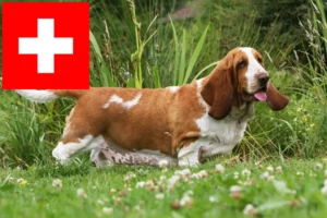 Mehr über den Artikel erfahren Basset Hound Züchter und Welpen in der Schweiz