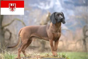 Mehr über den Artikel erfahren Bayerischer Gebirgsschweißhund Züchter und Welpen in Brandenburg