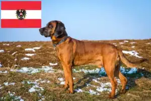 Mehr über den Artikel erfahren Bayerischer Gebirgsschweißhund Züchter und Welpen in Österreich