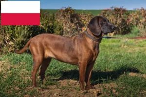 Mehr über den Artikel erfahren Bayerischer Gebirgsschweißhund Züchter und Welpen in Polen