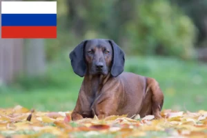 Mehr über den Artikel erfahren Bayerischer Gebirgsschweißhund Züchter und Welpen in Russland