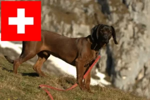 Mehr über den Artikel erfahren Bayerischer Gebirgsschweißhund Züchter und Welpen in der Schweiz