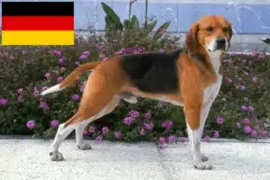 Mehr über den Artikel erfahren Beagle Harrier Züchter und Welpen in Deutschland