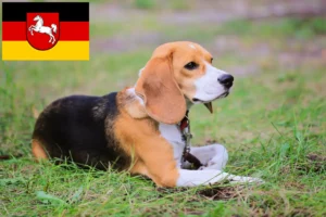 Mehr über den Artikel erfahren Beagle Harrier Züchter und Welpen in Niedersachsen