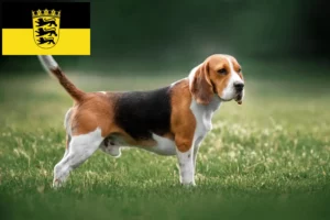 Mehr über den Artikel erfahren Beagle Züchter und Welpen in Baden-Württemberg