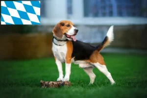 Mehr über den Artikel erfahren Beagle Züchter und Welpen in Bayern